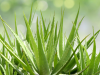Aloe vera – Proizvodi i njeni benefiti po zdravlje