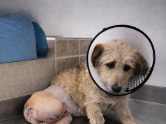 Mali pas izgubio je nogu da bi preživio – ali ono što je uradio nekoliko dana kasnije rasplakalo je sve koji su ga spasili