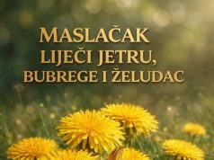 Maslačak – Prirodni Lijek za Jetru, Bubrege i Želudac