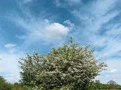 ZA NJU KAŽU DA DIŽE IZ MRTVIH: Ovo je najljekovitija biljka na svijetu ZA NJU KAŽU DA DIŽE IZ MRTVIH: Ovo je najljekovitija biljka na svijetu