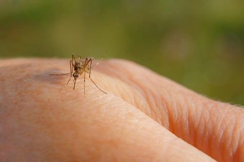 SO ERKENNEN SIE, OB SIE VON EINER INFIZIERTEN MÜCKE GESTOCHEN WURDEN – und wann Sie dringend zum Arzt müssen